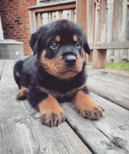 rottweiler-dog-breed-8