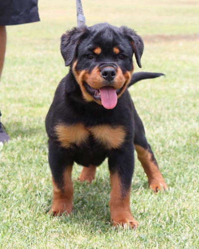 rottweiler-dog-breed