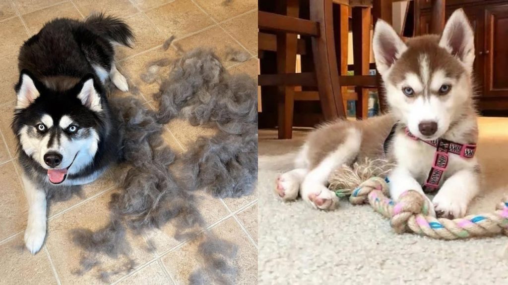 siberian-husky-shedding