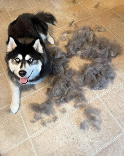 siberian-husky-shedding-2