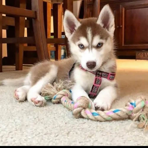 Do-Huskies-Shed