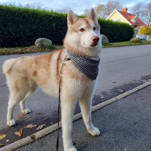 Do-Huskies-Shed