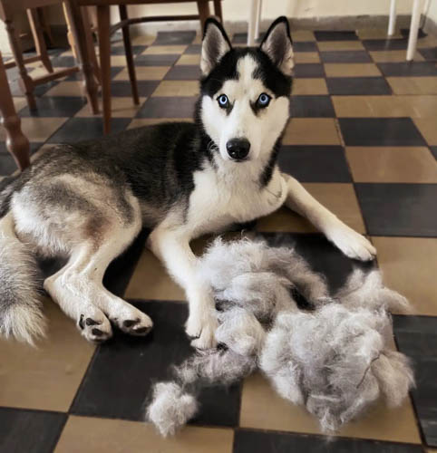 Do-Huskies-Shed