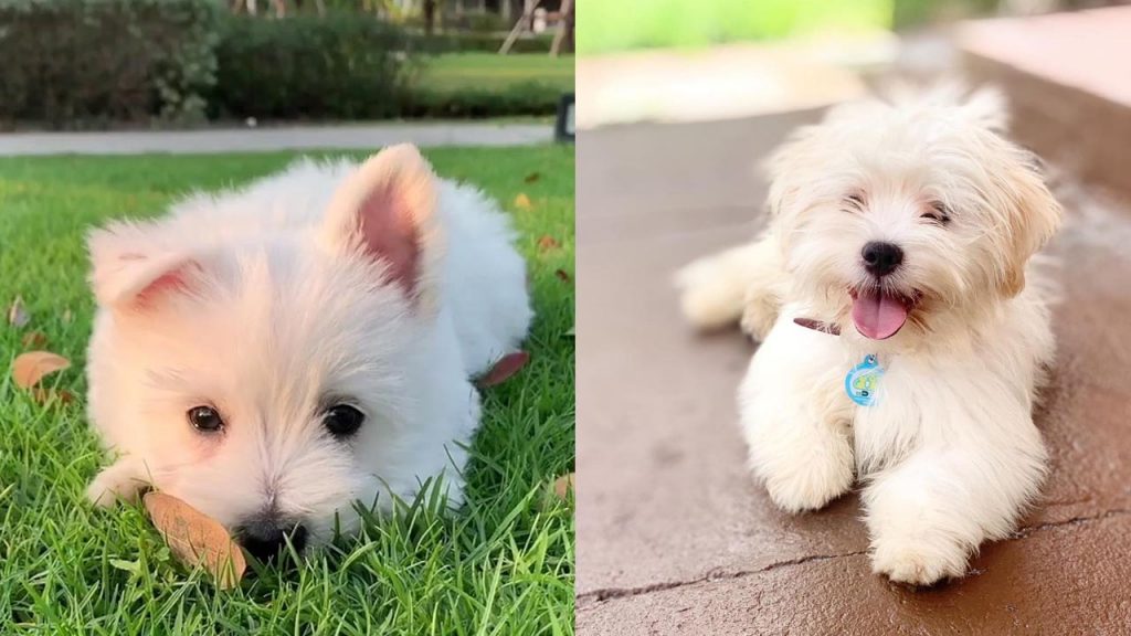 westie-vs-maltese-breed-differences-similarities-4