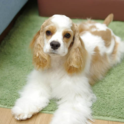 american-dog-breeds-american-cocker-spaniel