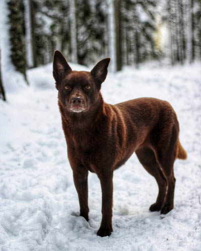 australian-dog-breeds-australian-kelpie