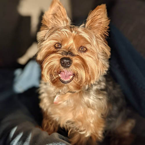 australian-dog-breeds-australian-silky-terrier