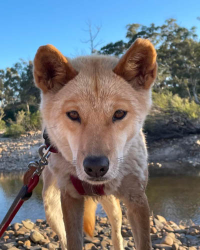 australian-dog-breeds-dingo