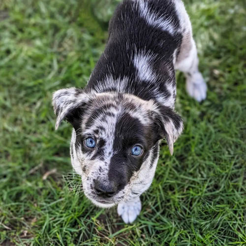 australian-dog-breeds-koolie