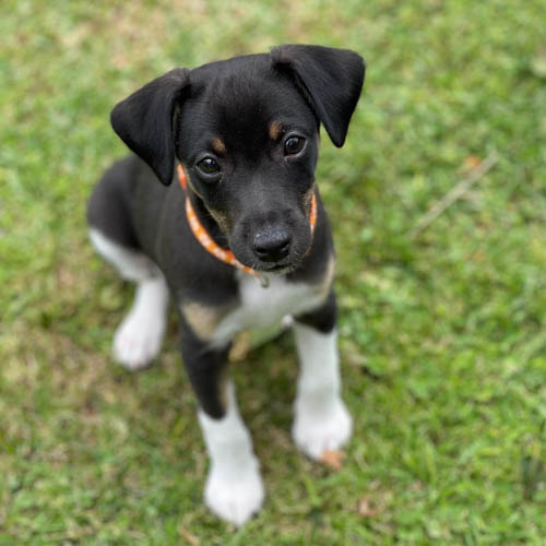 australian-dog-breeds-miniature-fox-terrier