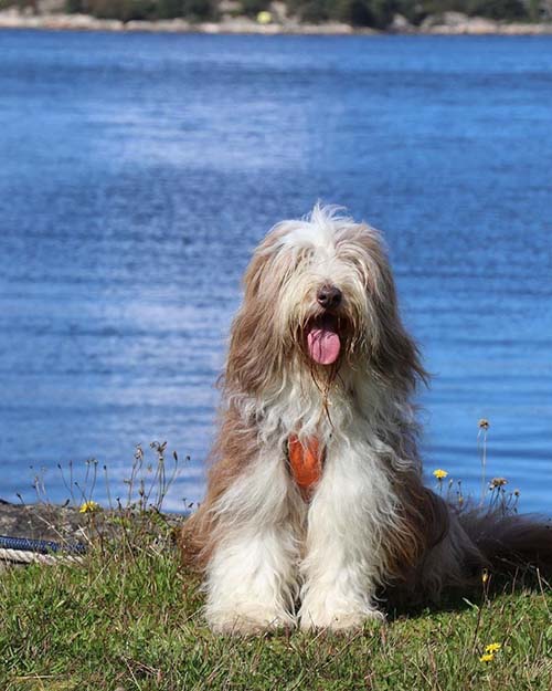 bearded-collie