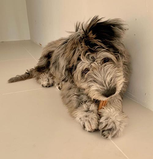 bergamasco-sheepdog-calmest-dog-breeds