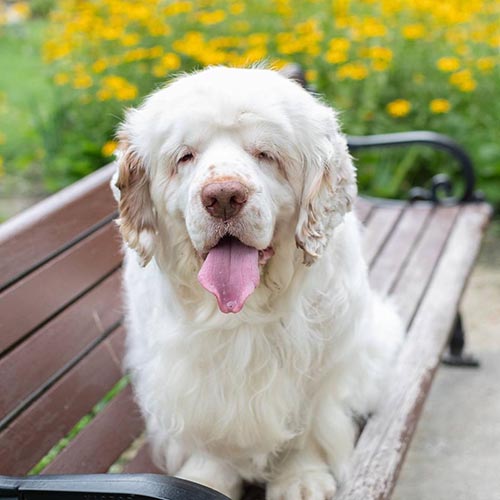 clumber-spaniel-calmest-dog-breeds