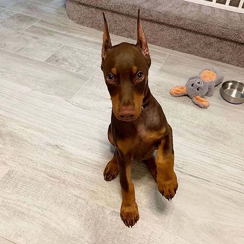 doberman-pinscher