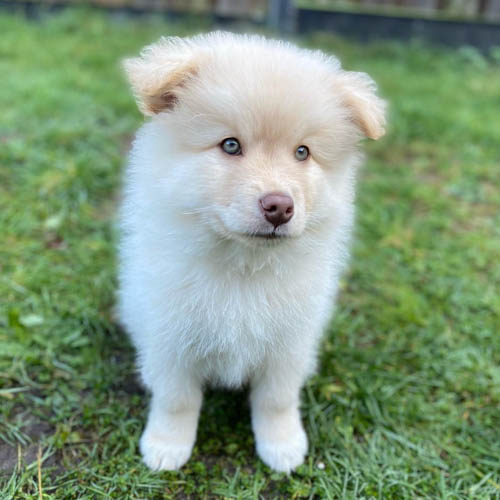 dog-breeds-that-look-like-pomeranians-finnish-lapphund