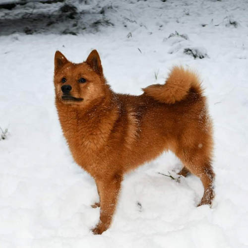 dog-breeds-that-look-like-pomeranians-finnish-spitz