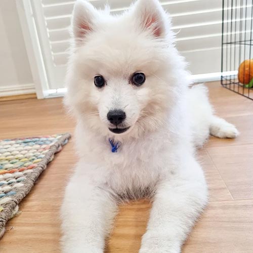 dog-breeds-that-look-like-pomeranians-japanese-spitz