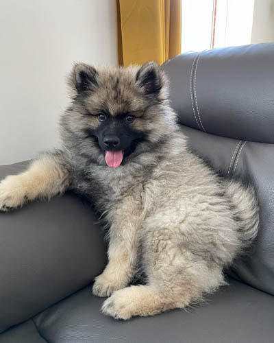 dog-breeds-that-look-like-pomeranians-keeshond