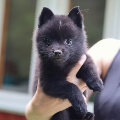 dog-breeds-that-look-like-pomeranians-schipperke