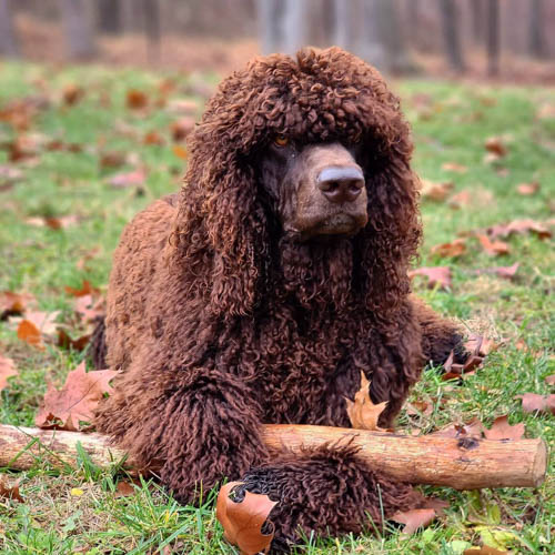 k-like-poodles-irish-water-spaniel