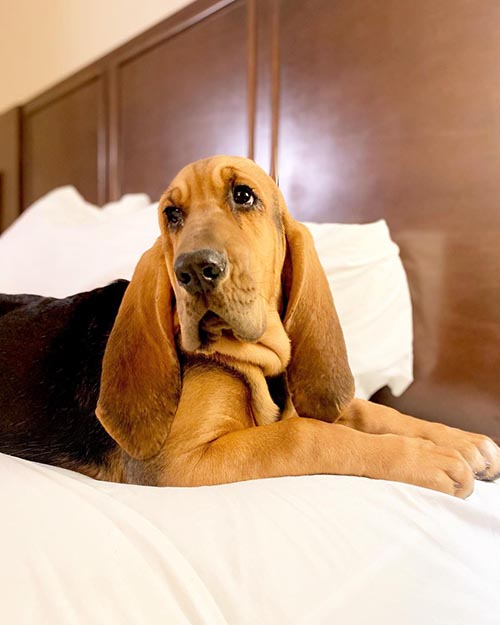 dog-breeds-that-love-to-dig-bloodhound