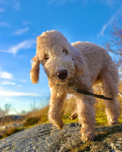 exotic-dog-breeds-Bedlington-Terrier