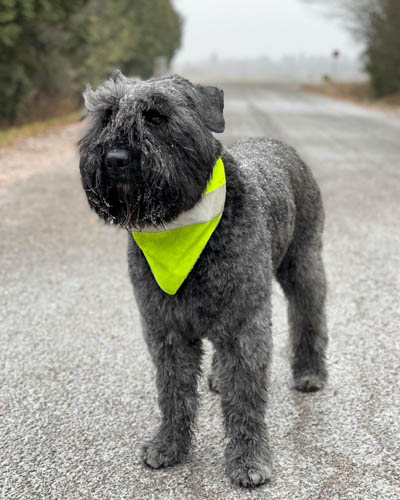 exotic-dog-breeds-Bouvier-Des-Flandres