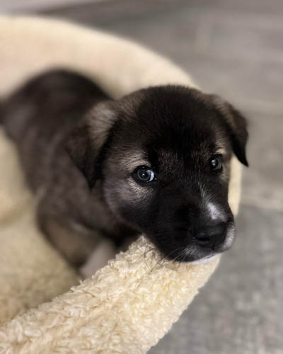 exotic-dog-breeds-Caucasian-Shepherd-Dog