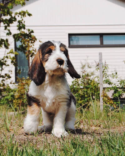 exotic-dog-breeds-Grand-Basset-Griffon-Vendéen