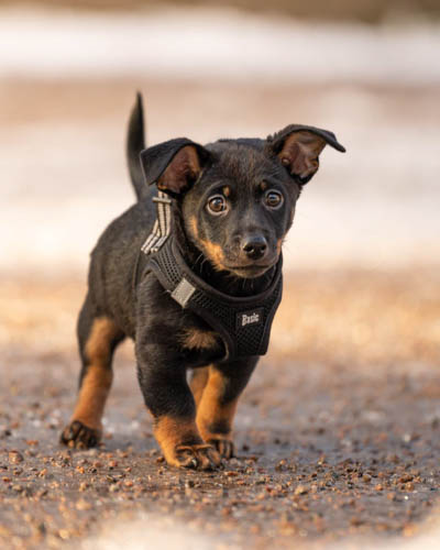 exotic-dog-breeds-Lancashire-Heeler