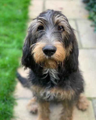 exotic-dog-breeds-Otterhound