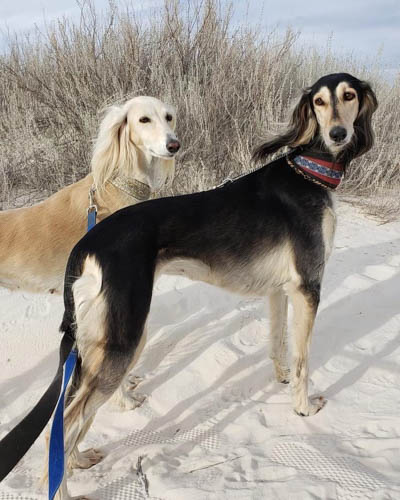 exotic-dog-breeds-Saluki