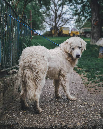 exotic-dog-breeds-Slovensky-Cuvac