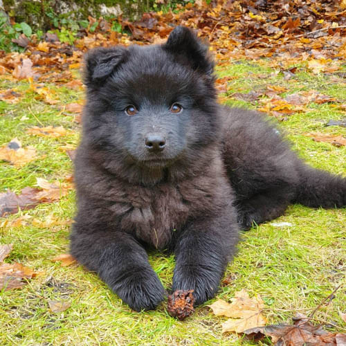 exotic-dog-breeds-Swedish-Lapphund