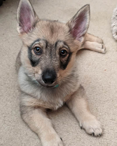 exotic-dog-breeds-Swedish-Vallhund