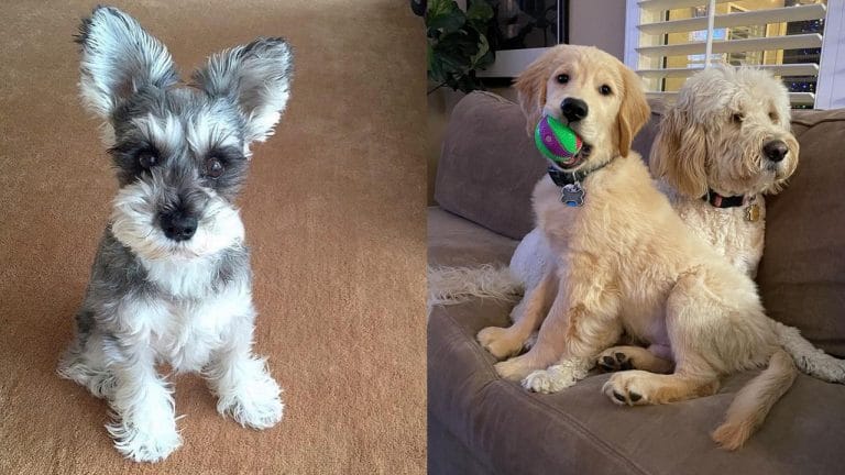 Top 13 Most Trainable Dog Breeds 1 most-trainable-dog-breeds