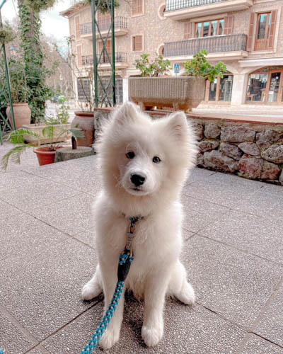 samoyed-dog-breed-2