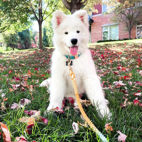 samoyed-dog-breed-3