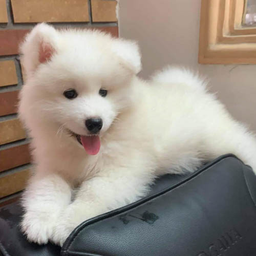 samoyed-dog-breed-4