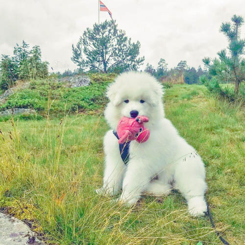 samoyed-dog-breed-6