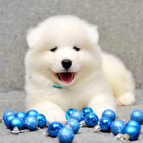 samoyed-dog-breed-7