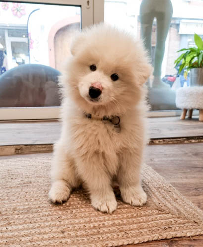 samoyed-dog-breed-8