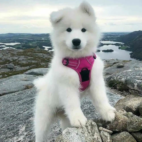 samoyed-dog-breed-9