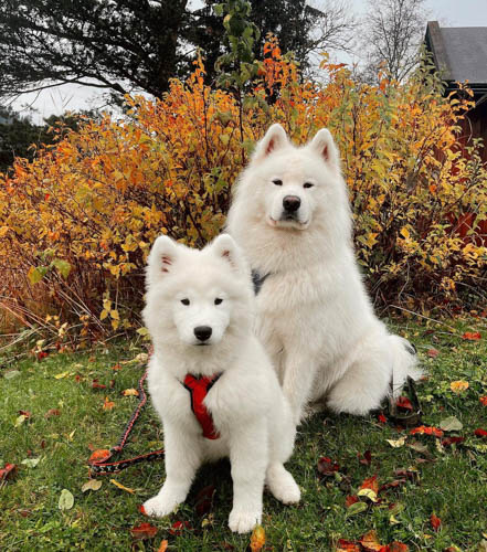 samoyed-dog-breed