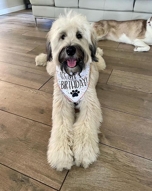 soft-coated-wheaten-terrier