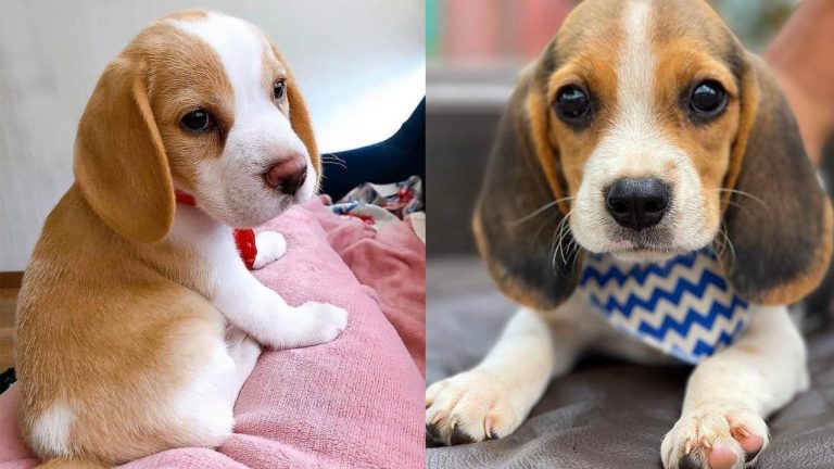 Are Beagles Good Family Dogs? 1 are-beagles-good-family-dogs