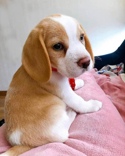 are-beagles-good-family-dogs-4