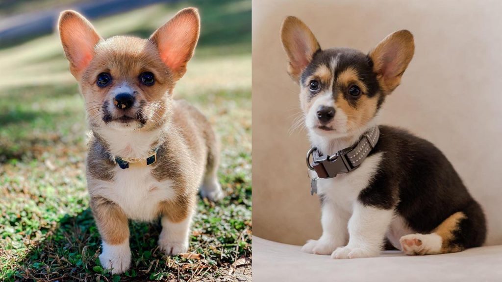 are-corgis-good-family-dogs