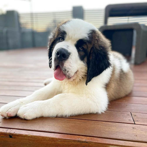 are-saint-bernards-good-family-dogs-3