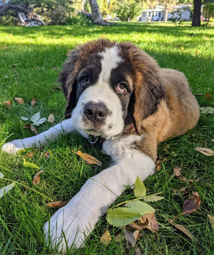 are-saint-bernards-good-family-dogs-5